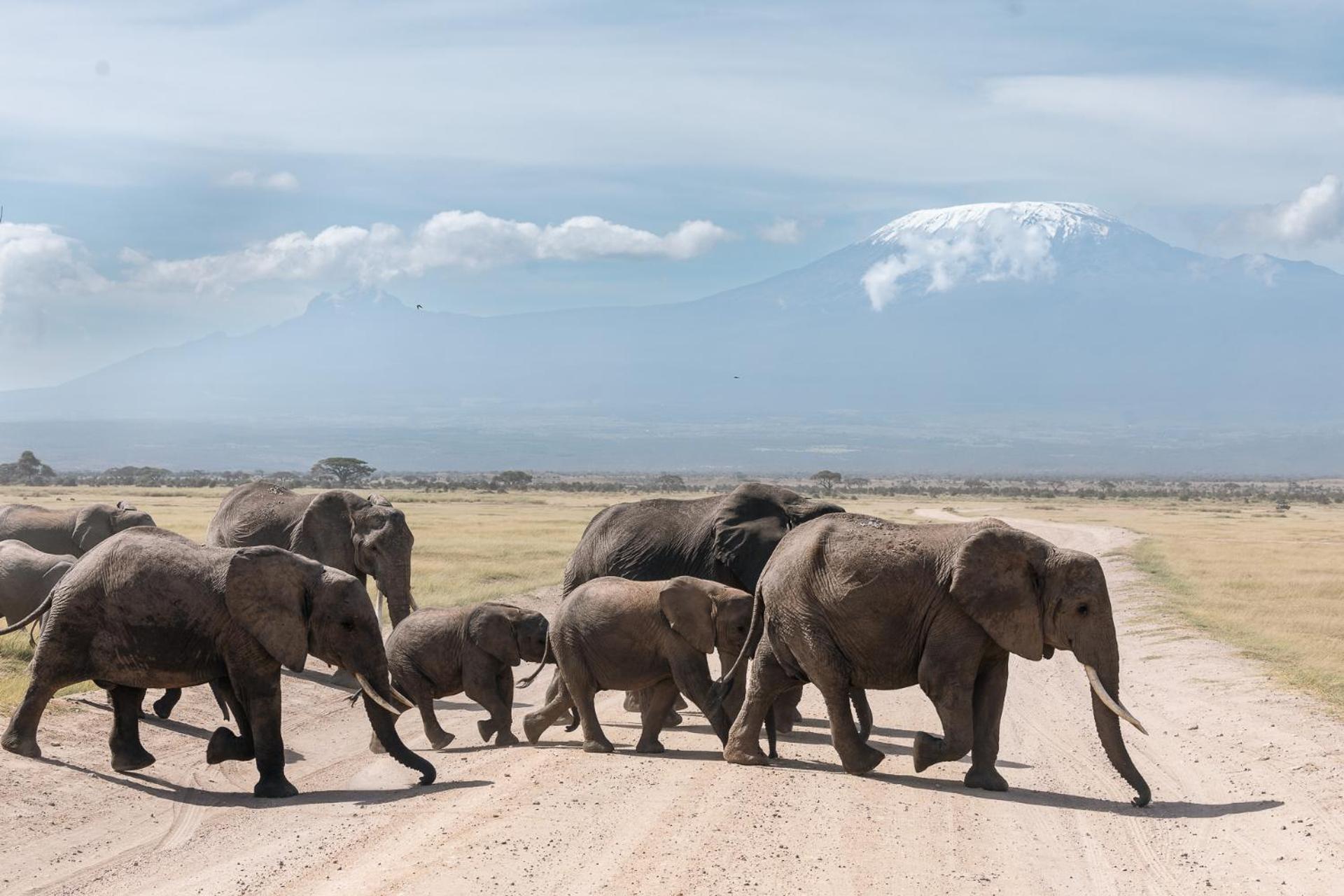 Kilimanjaro View Cabin-Amboseli Oloitokitok Room photo
